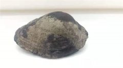 贝壳化石 贝壳化石