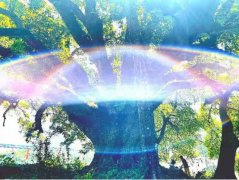 助力乡村振兴发展,世界上最老的野生古树普洱茶王种群诞生 助力乡村振兴发展,世界上最老的野生古树普洱茶王种群诞生